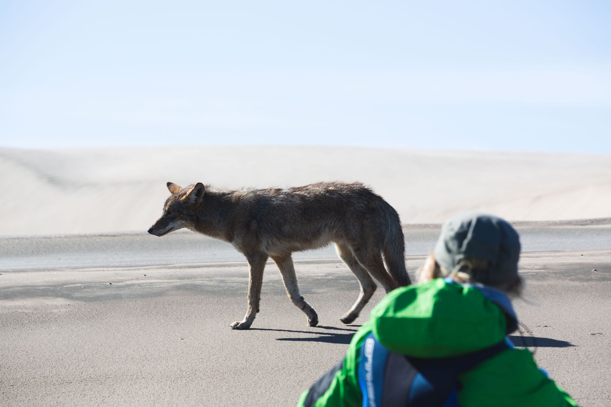 Coyote Puerto San Carlos