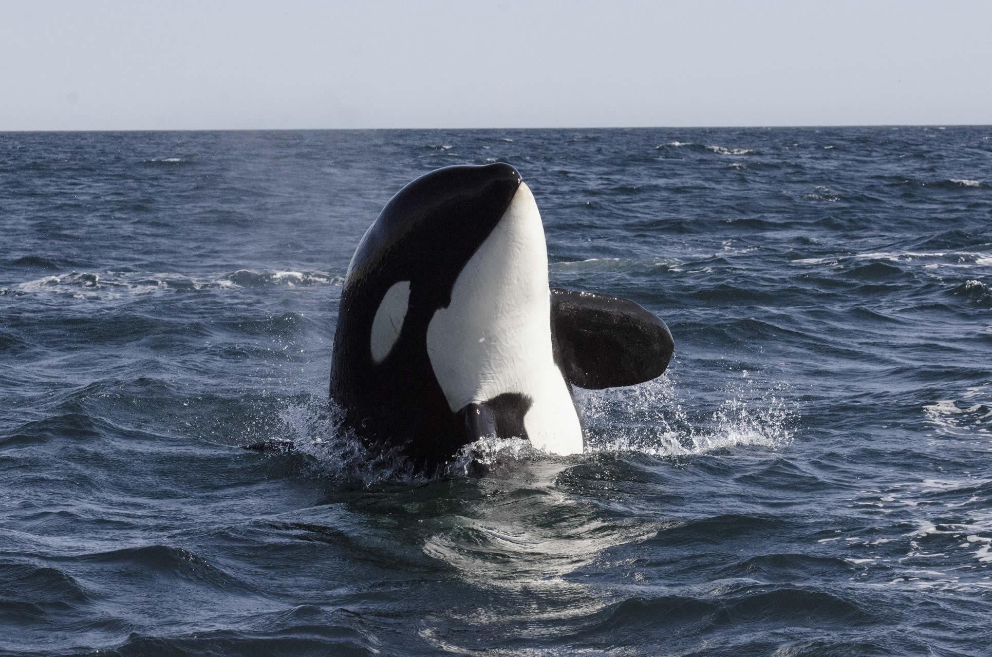 Orca Magdalena Bay