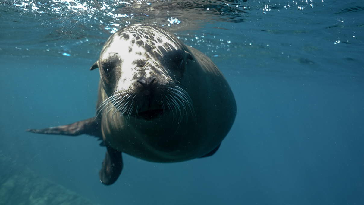 sealion in Mag Bay Mexico