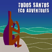 Tosea-noborder