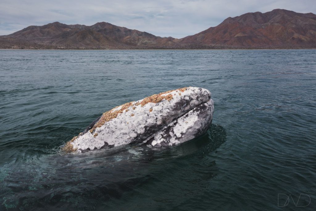 A gray whale with barnacles on its head emerges from the water in Magdalena Bay, Mexico, with mountains in the background.
