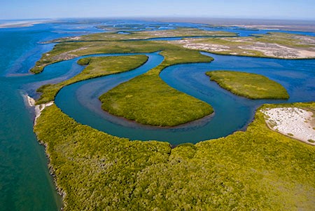 "Drone aerial view of the lush green mangrove channels known as the Baja Amazon in Magdalena Bay, Baja California Sur."