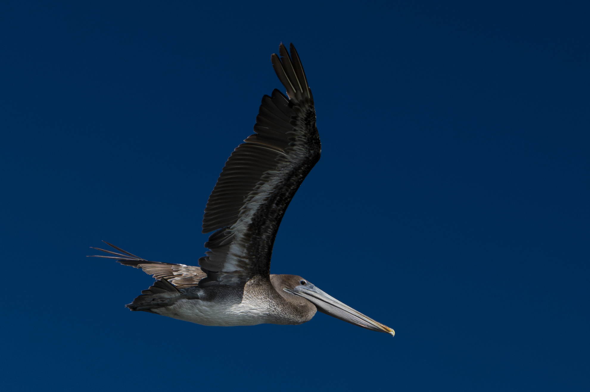 Pelican magdalena bay