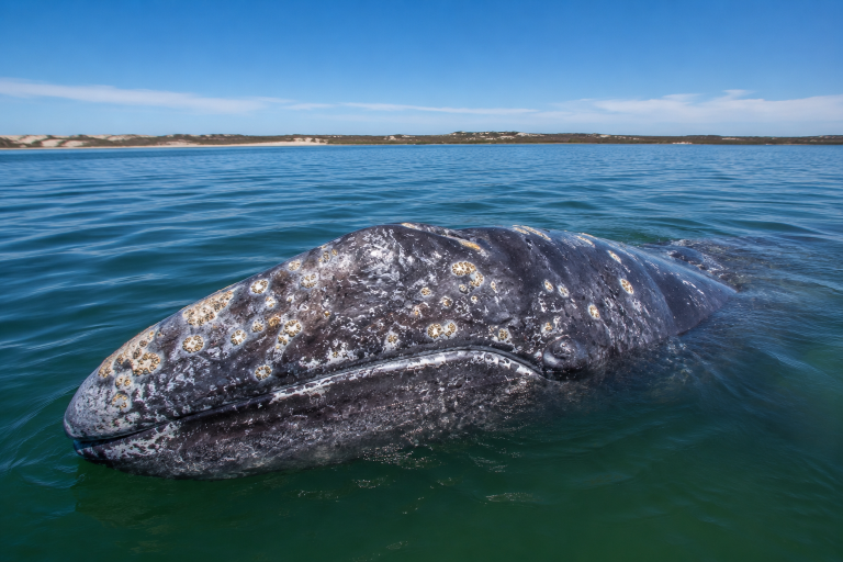 Gray whale emerging from the ocean during a whale watching tour in Bahía Magdalena, Puerto San Carlos by Villas Mar y Arena