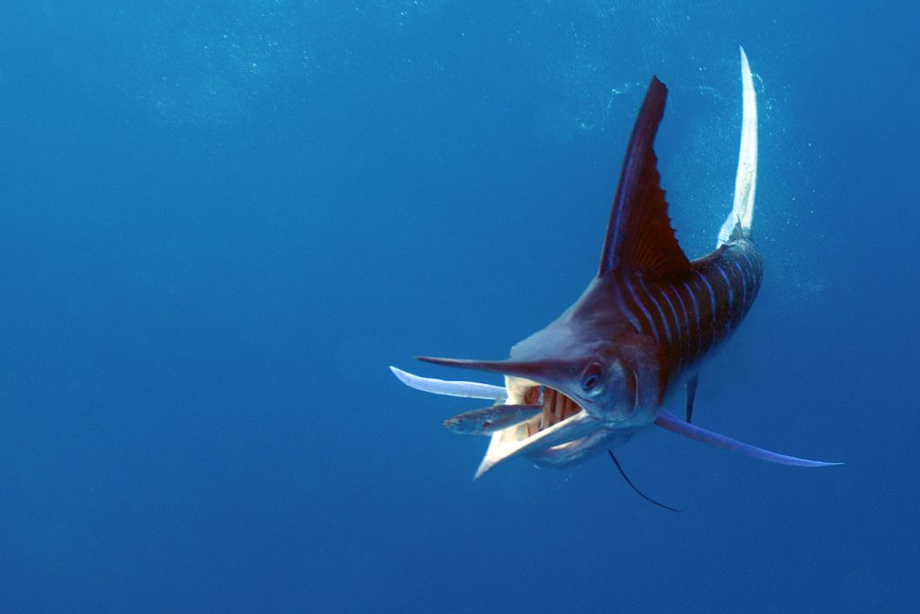 Close-up of a striped marlin in the Pacific Ocean near Bahía Magdalena during a sport fishing tour with Villas Mar y Arena