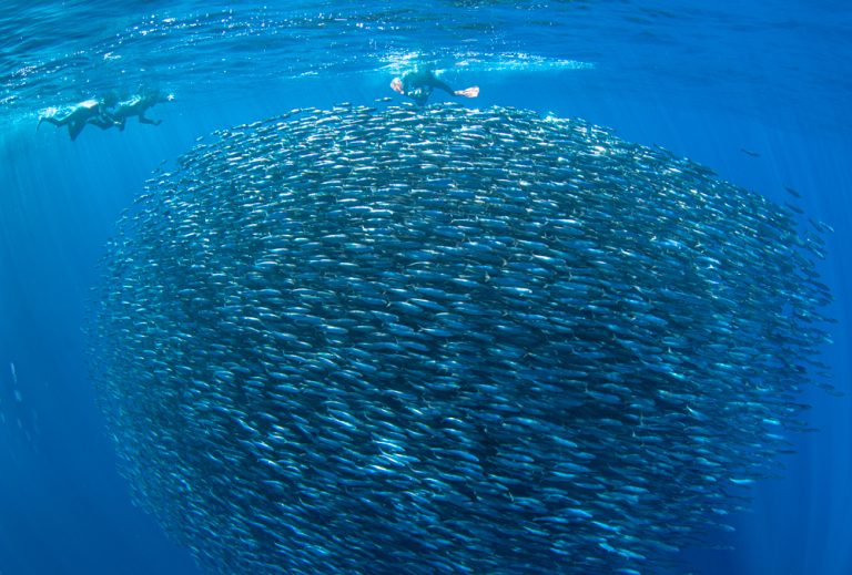 Large sardine bait ball surrounded by striped marlin in the Pacific Ocean near Bahía Magdalena