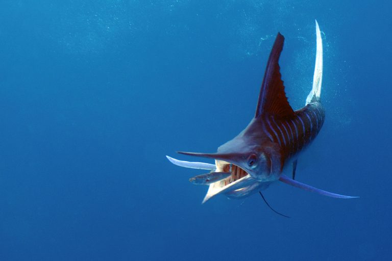 Close-up of a striped marlin in the Pacific Ocean near Bahía Magdalena during a sport fishing tour with Villas Mar y Arena
