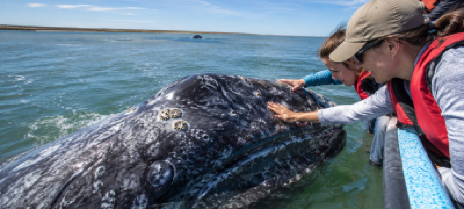 gris whales magdalena bay turist