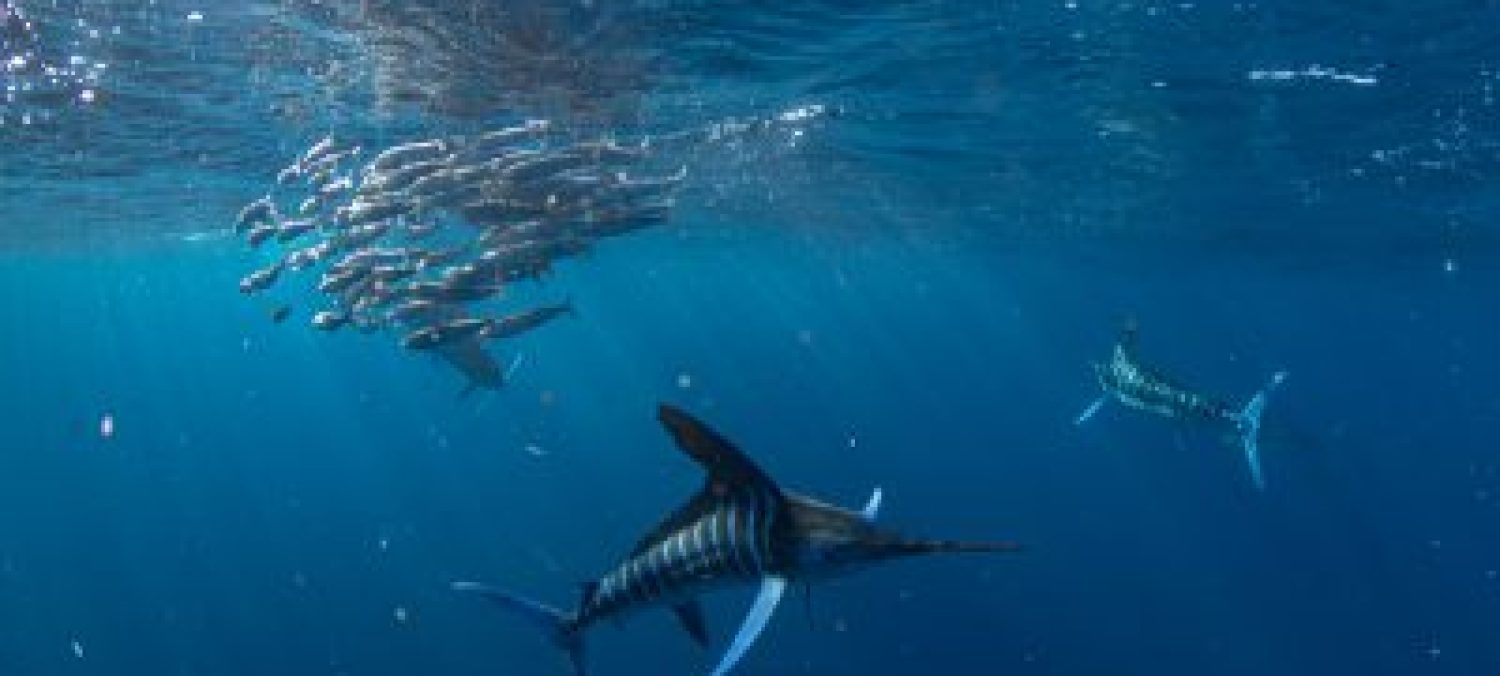 Striped marlin feeding on sardines in the deep Pacific Ocean near Bahía Magdalena during a marine wildlife tour