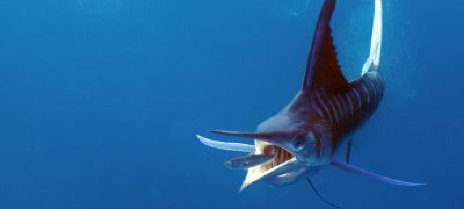 Close-up of a striped marlin in the Pacific Ocean near Bahía Magdalena during a sport fishing tour with Villas Mar y Arena